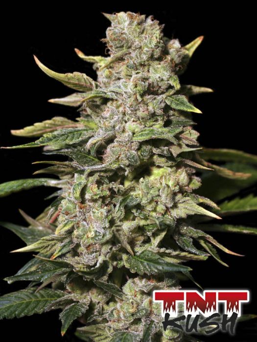 TNT KUSH