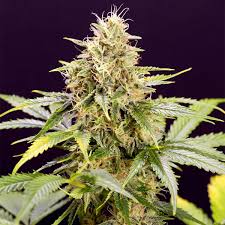 AUTO Chocolate Mint OG