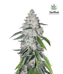 AUTO Chocolate Mint OG