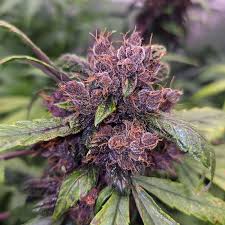 AUTO FORBIDDEN CHERRY (Purple 1 x (Auto Forbidden Fruit x Cherry Pie))