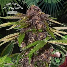 AUTO FORBIDDEN CHERRY (Purple 1 x (Auto Forbidden Fruit x Cherry Pie))