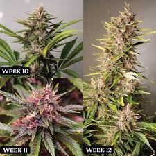 AUTO FORBIDDEN CHERRY (Purple 1 x (Auto Forbidden Fruit x Cherry Pie))