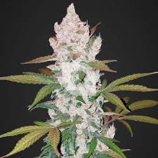 AUTO GIRL SCOUT COOKIES