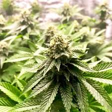 AUTO GIRL SCOUT COOKIES