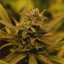 AUTO GIRL SCOUT COOKIES