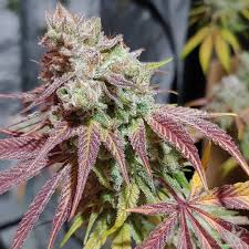 AUTO GIRL SCOUT COOKIES