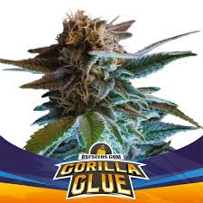AUTO GORILA GLUE 4