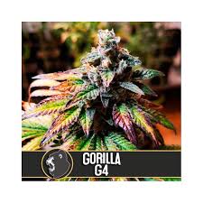 AUTO GORILA GLUE 4