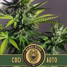 AUTO MAMBA NEGRA CBD