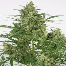 AUTO MAMBA NEGRA CBD