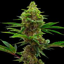 AUTO MAMBA NEGRA CBD