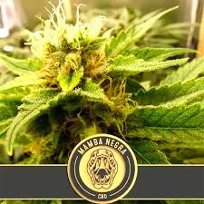 AUTO MAMBA NEGRA CBD
