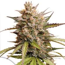 Auto Melonade Runtz (Auto Pink Runtz x Melonade (Lemon Z x Lemon Tree))