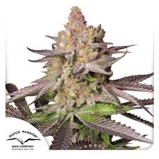 Auto Melonade Runtz (Auto Pink Runtz x Melonade (Lemon Z x Lemon Tree))