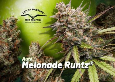 Auto Melonade Runtz (Auto Pink Runtz x Melonade (Lemon Z x Lemon Tree))