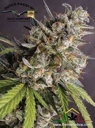 Auto Melonade Runtz (Auto Pink Runtz x Melonade (Lemon Z x Lemon Tree))