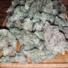 Auto Oh My Gusher ((Gusher: Triangle Kush x Gelato) x Auto Brooklyn Sunrise)