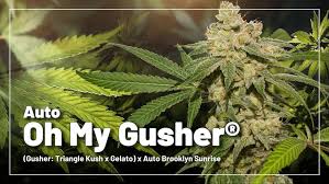 Auto Oh My Gusher ((Gusher: Triangle Kush x Gelato) x Auto Brooklyn Sunrise)
