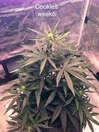 COOKIES  AUTO