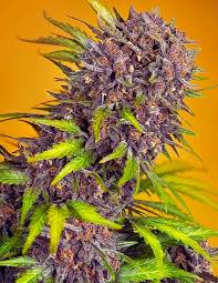 Diablo Rojo XL Auto®