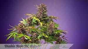 Diablo Rojo XL Auto®