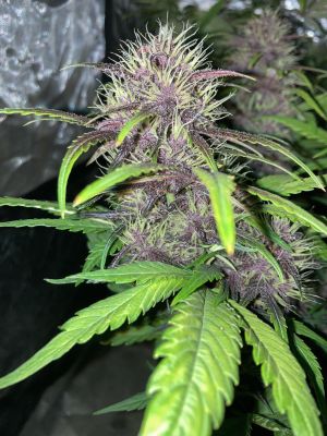 Diablo Rojo XL Auto®