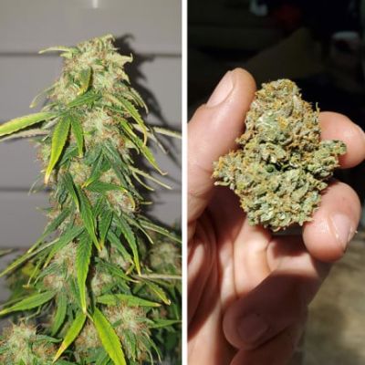 CBD Auto Charlotte’s Angel