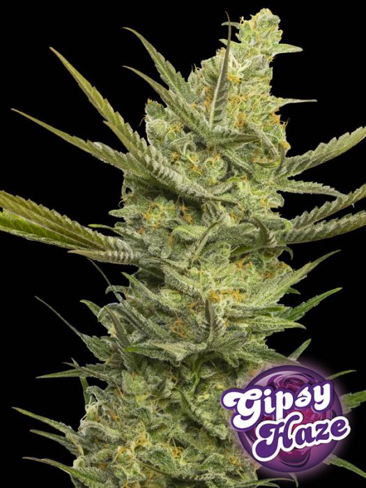GIPSY HAZE (Jack Herer x Black Domina x Space Bomb)