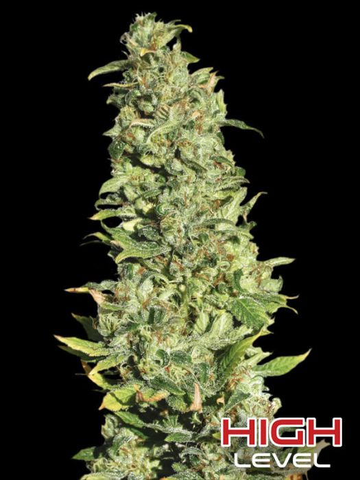 HIGH LEVEL (Lesotho x Skunk Haze)