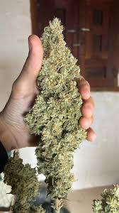 Jealousy Z XL Auto®