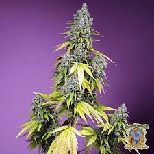 Jet Fuel Mandarine XL Auto®