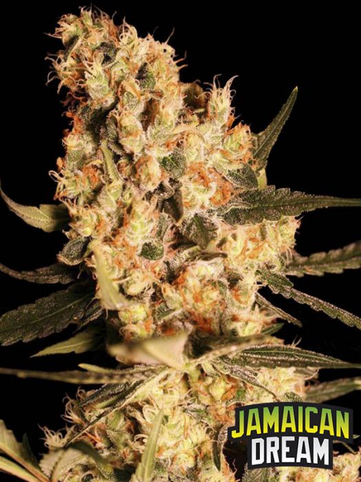 JAMAICAN DREAM