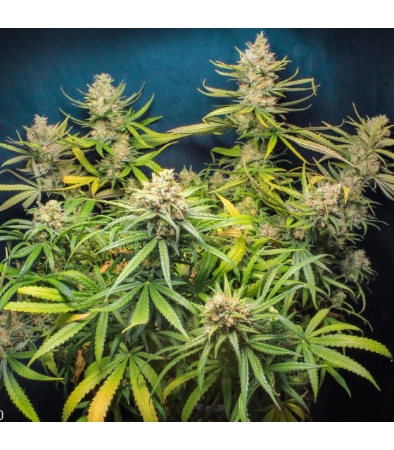 LEMON KING (Space Bomb X Critical Swiss)