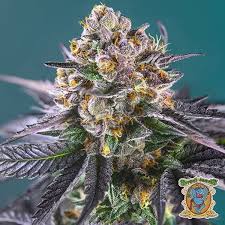 Red Strawberry Banana Auto