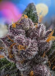 Red Strawberry Banana Auto