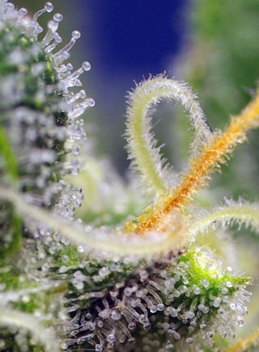 HONEY PEACH CBD AUTO