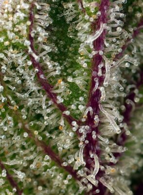 SWEET CHEESE AUTO XL