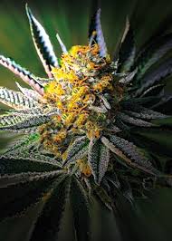 Weddingcake x Frosty Gelato Auto XL Double