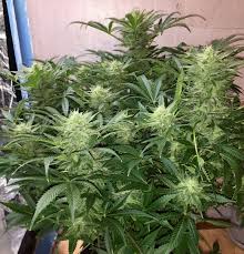 Weddingcake x Frosty Gelato Auto XL Double