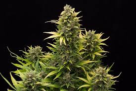 Amnesia The Real Auto