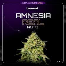 Amnesia The Real Auto