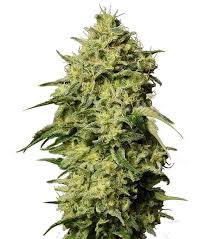 Amnesia The Real Auto