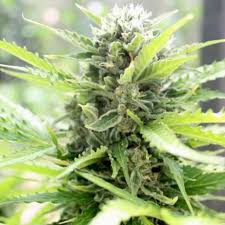 Auto Kong (Chong´s Choice)