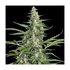 Auto Kong (Chong´s Choice)