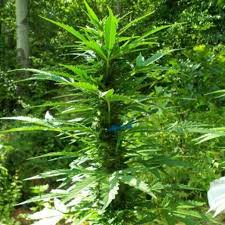 Auto Kong (Chong´s Choice)