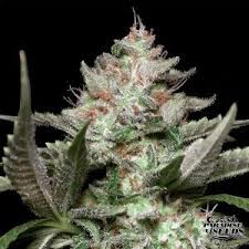 Auto Kong (Chong´s Choice)