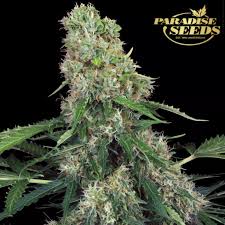 Auto Kong (Chong´s Choice)