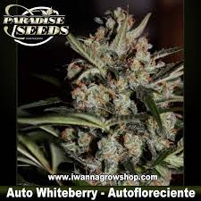 Auto Whiteberry