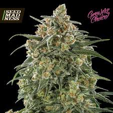 Banana Sherbet Auto Double XL