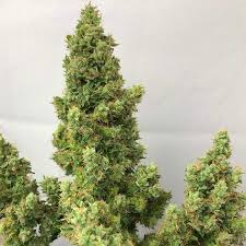 Banana Sherbet Auto Double XL